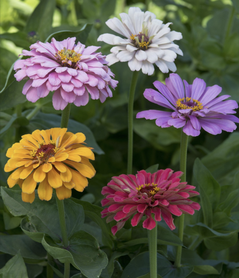 Zinnia Elegans Dahlia Mix - Zinnia