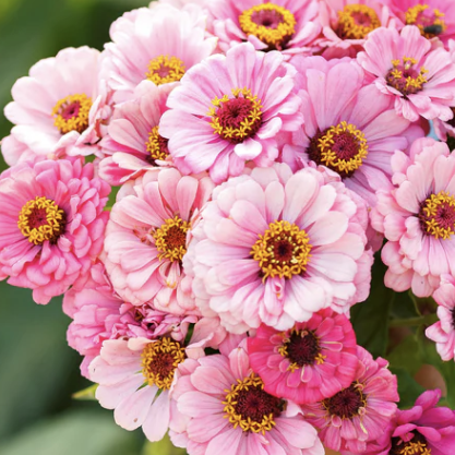 Exquisite - Zinnia