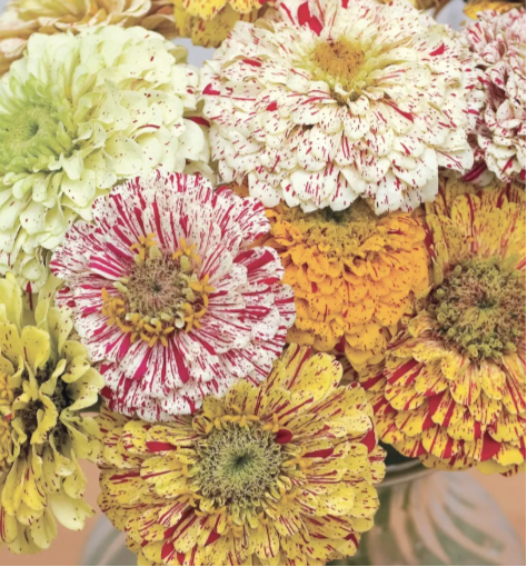 Candy Stripe Mix - Zinnia