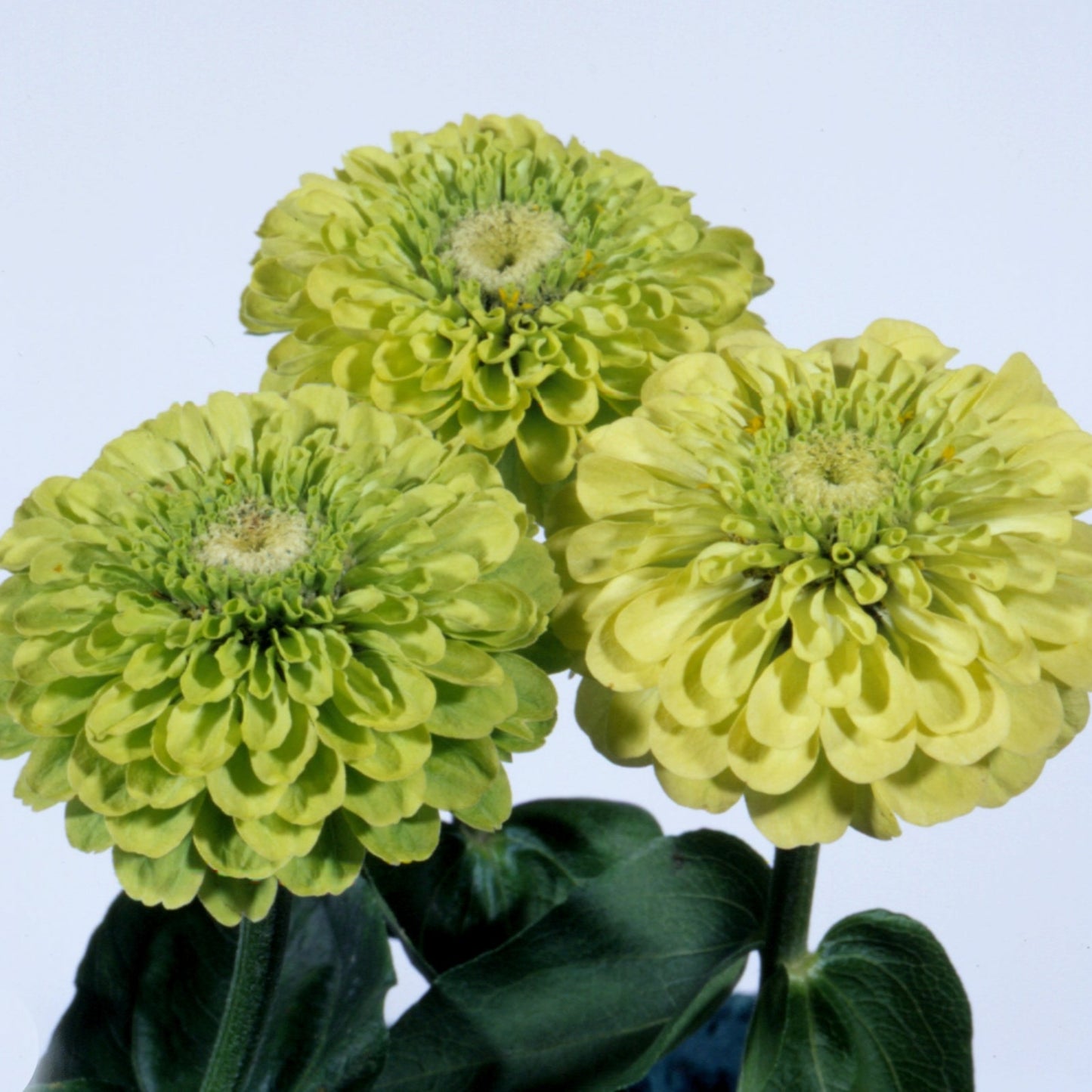 Envy Green Lime - Zinnia