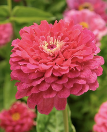 Exquisite - Zinnia