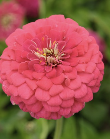 Exquisite - Zinnia