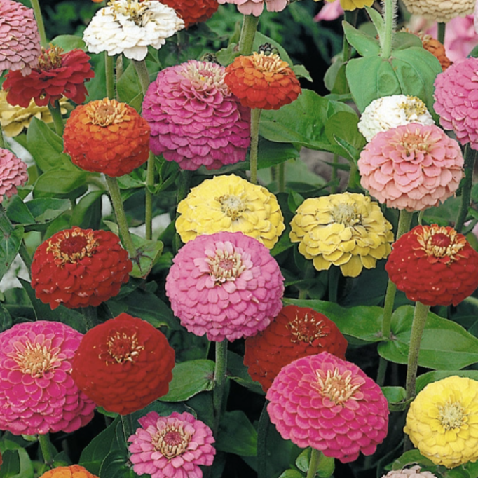 Lilliput mix - Zinnia