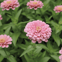 Zinnia ‘Luminosa’ – klarrosa zinnia för buketter och rabatt