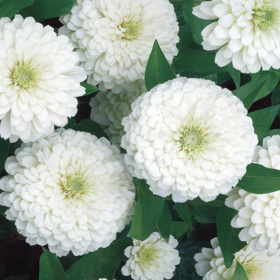 Polar Bear - Zinnia