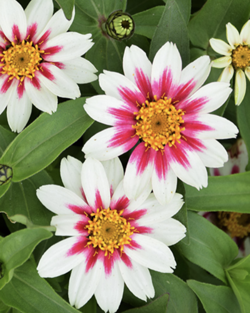 Zahara Starlight Rose - Zinnia