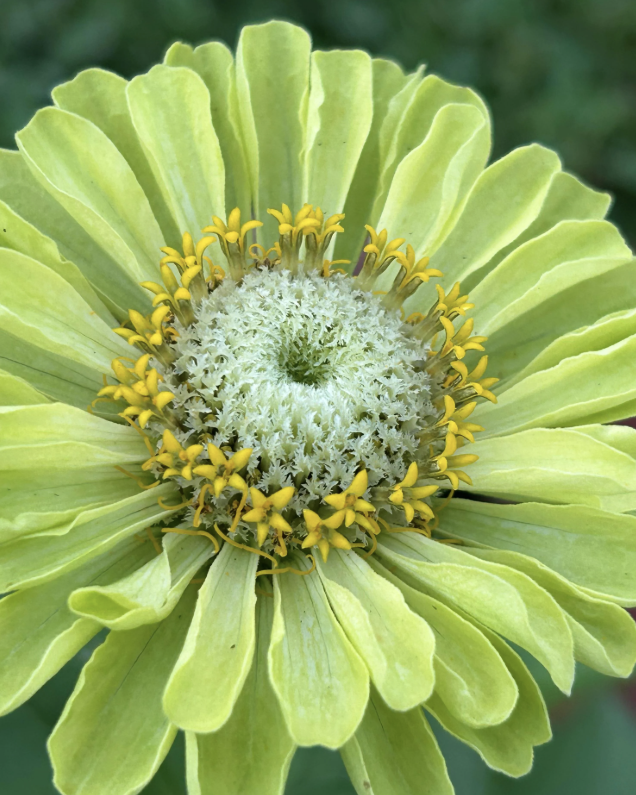 Envy Green Lime - Zinnia