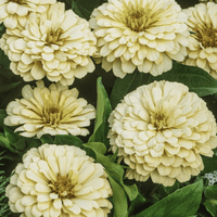 Zinnia ‘Isabellina’