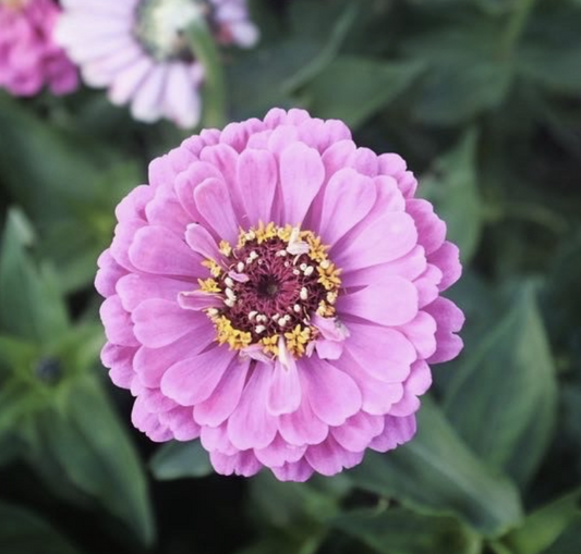 Dream Rosy Lavender - Zinnia