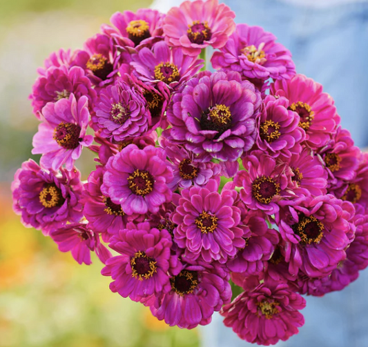 Purple Prince - Zinnia