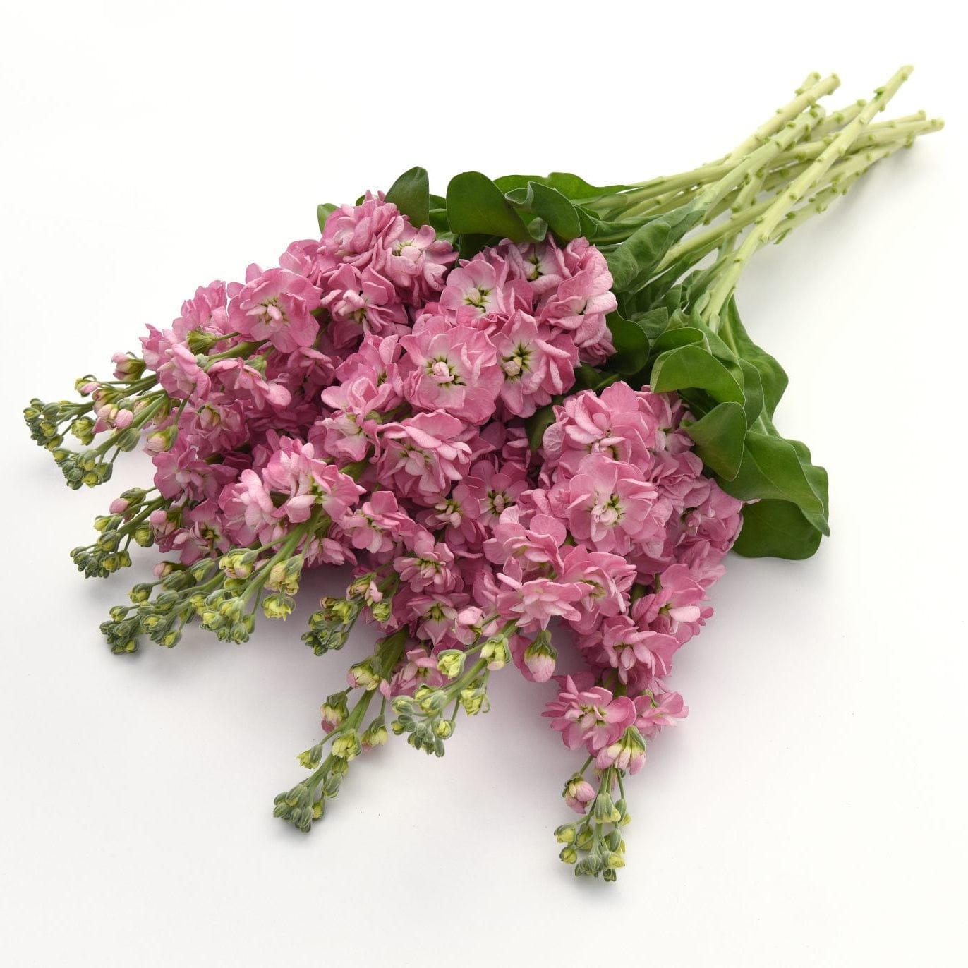 Antique Rose – Lövkoja i antikrosa nyanser Palettparadiset