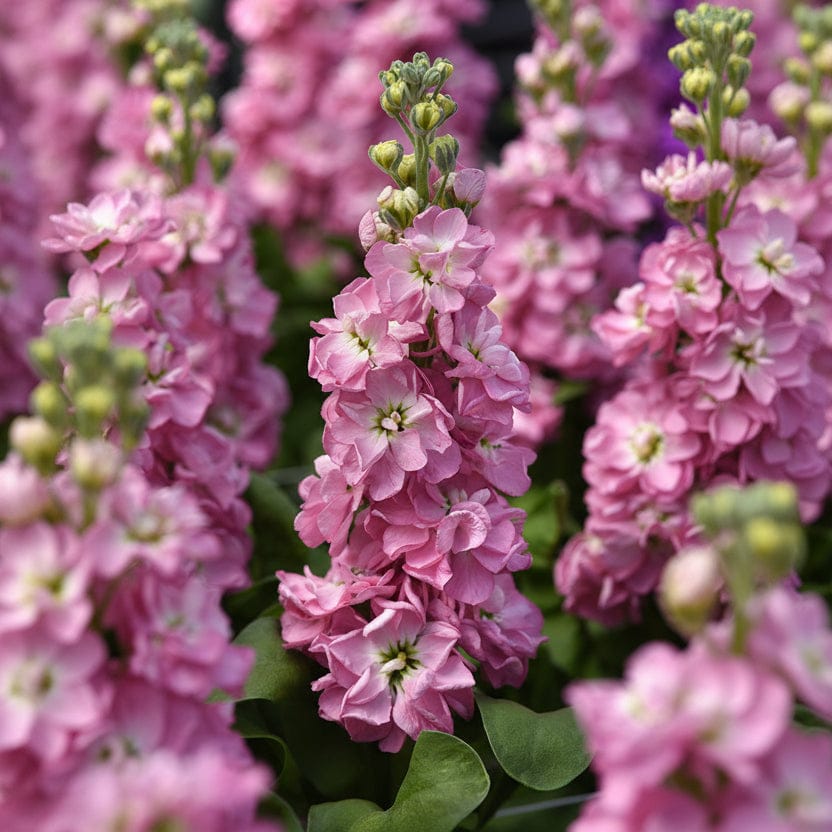 Antique Rose – Lövkoja i antikrosa nyanser Palettparadiset