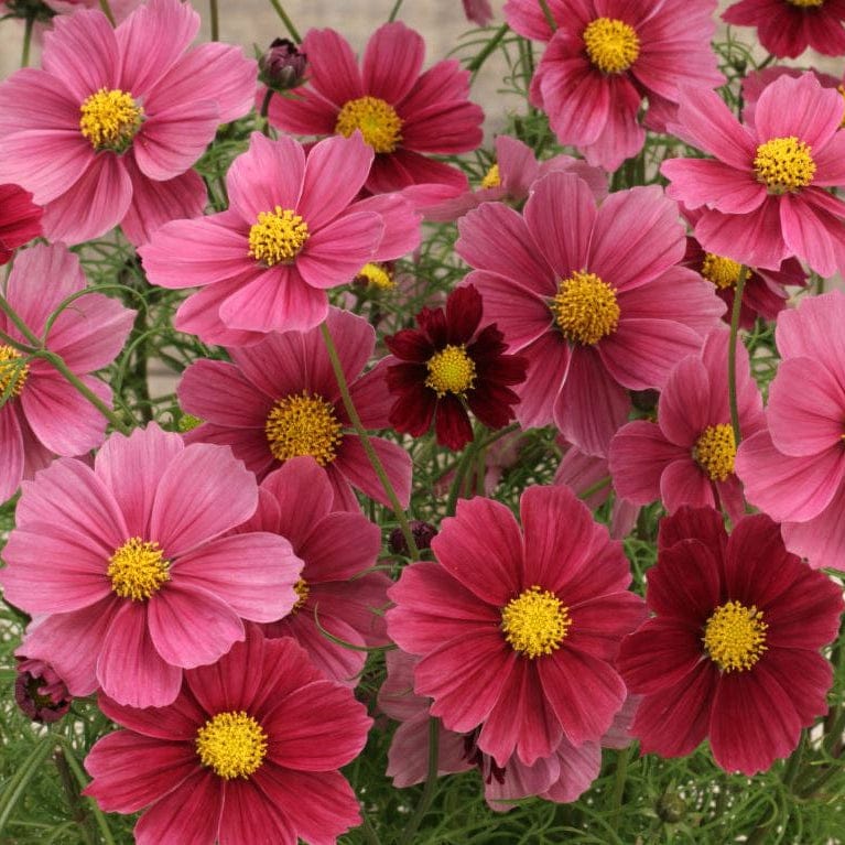 Antiquity – vinröd rosenskära med antik, sammetsmjuk ton Palettparadiset