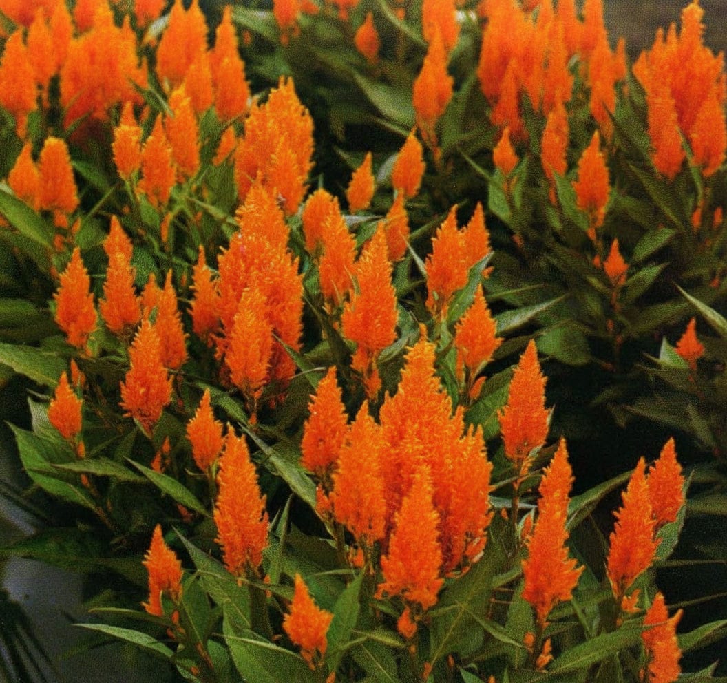 Apricot Brandy – aprikos celosia med plymig höjd & form för buketter Blomfröer Palettparadiset