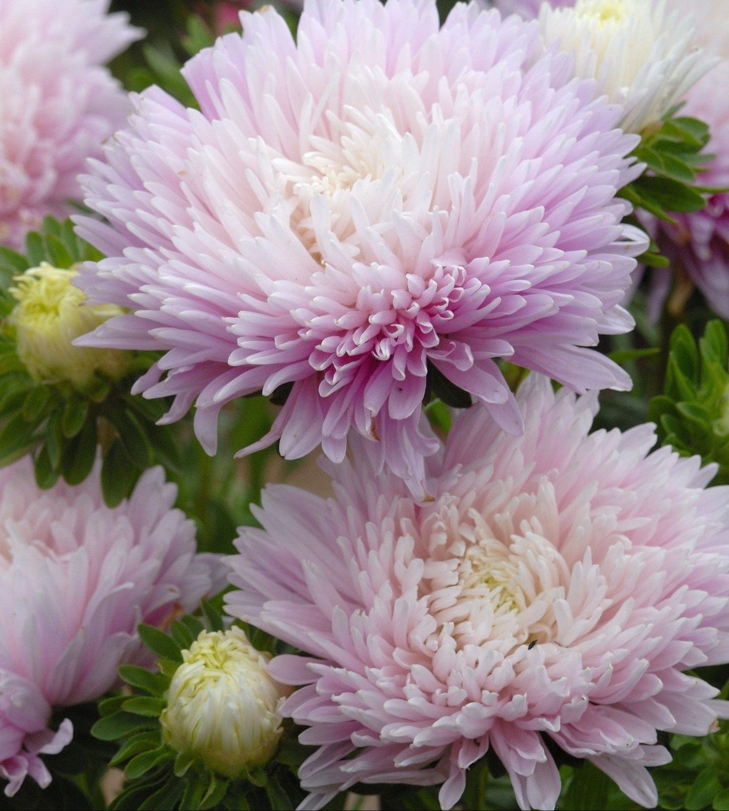 Aster ‘King Size Appleblossom’ – silkeslen sommaraster i mjuk äppelblomsrosa Palettparadiset