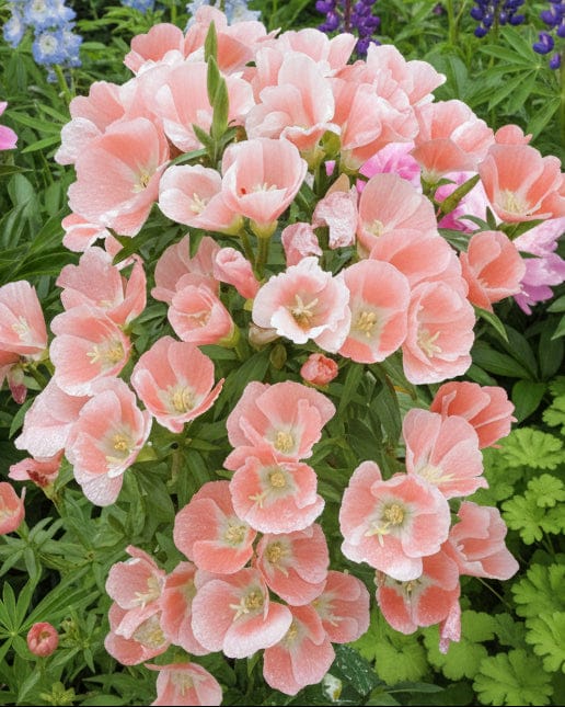 Atlasblomma ‘Sherwood’ – silkeslen sommarblomma med mjukt ljus Palettparadiset