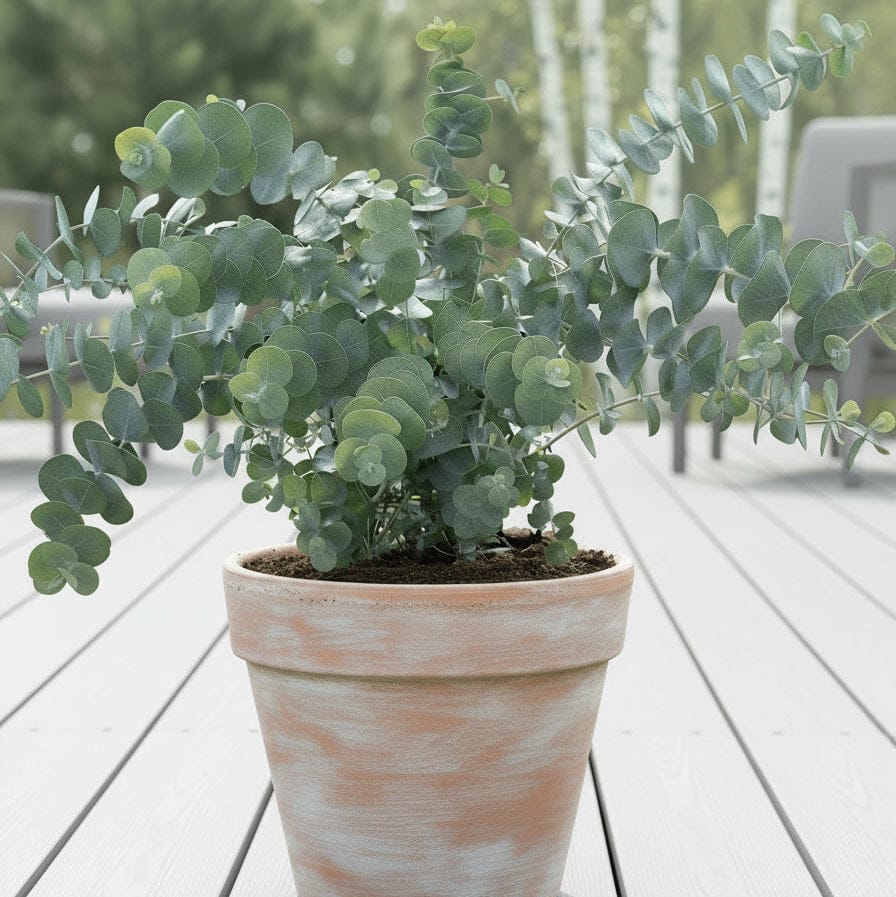 Baby Blue Spiral – Eukalyptus i spiralformad elegans Palettparadiset