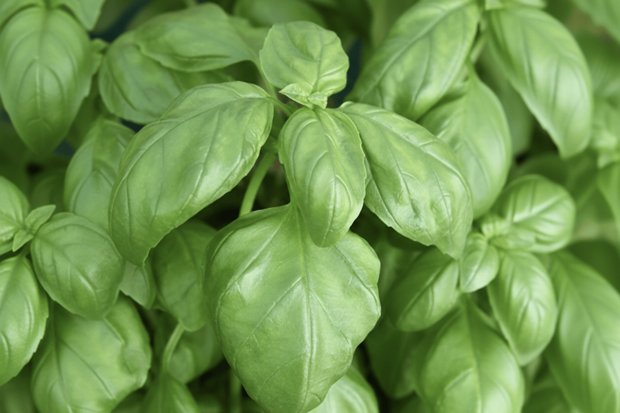 Basilika ‘Genovese’ – klassisk italiensk basilika för kök och kruka Palettparadiset