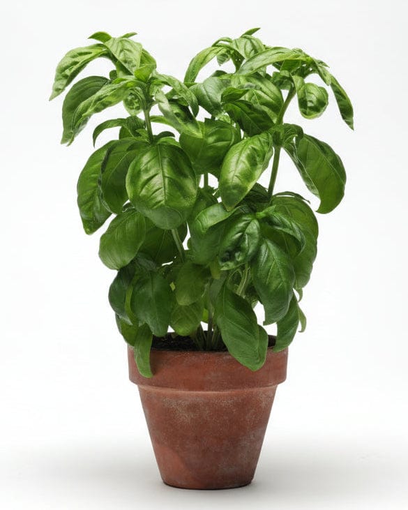 Basilika ‘Genovese’ – klassisk italiensk basilika för kök och kruka Palettparadiset