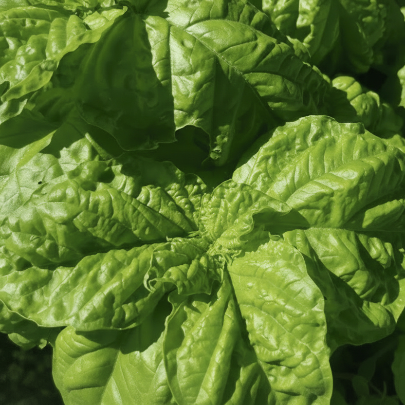 Basilika ‘Napoletano Lettuce Leaf’ – storbladig basilika för kök och sallader Palettparadiset