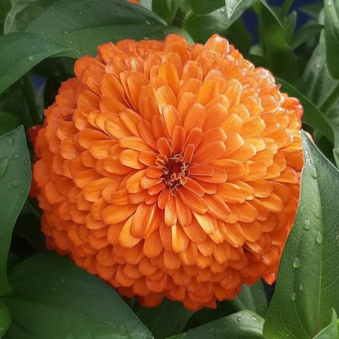 Benary Giant Orange – kraftfull zinnia i intensivt orange Blomfröer Palettparadiset