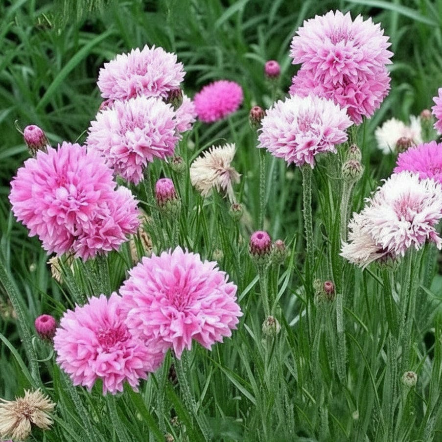 Blåklint ‘Pink Ball’ – romantiskt rosa pomponblommor för buketter & torkning Blomfröer Palettparadiset