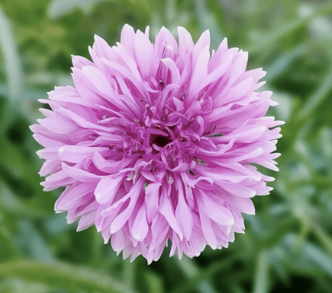 Blåklint ‘Pink Ball’ – romantiskt rosa pomponblommor för buketter & torkning Blomfröer Palettparadiset
