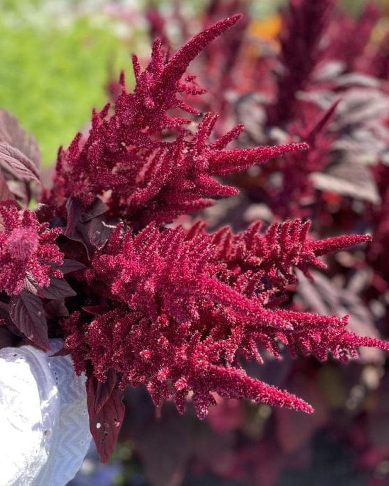 Blodamarant ‘Velvet Curtains’ – djup vinröd elegans för buketter & torkning Blomfröer Palettparadiset