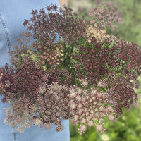 Blomstermorot ’Dara’ – luftig snittblomma för buketter