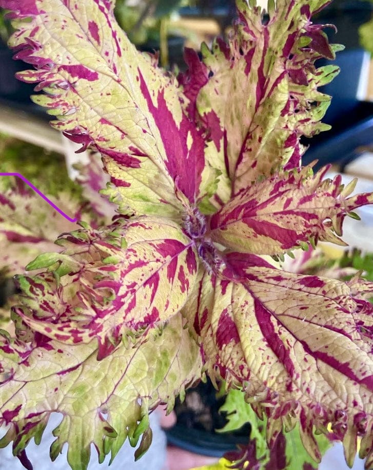 Cassiopeja – palettblad med ljust bladverk i rosé och lime