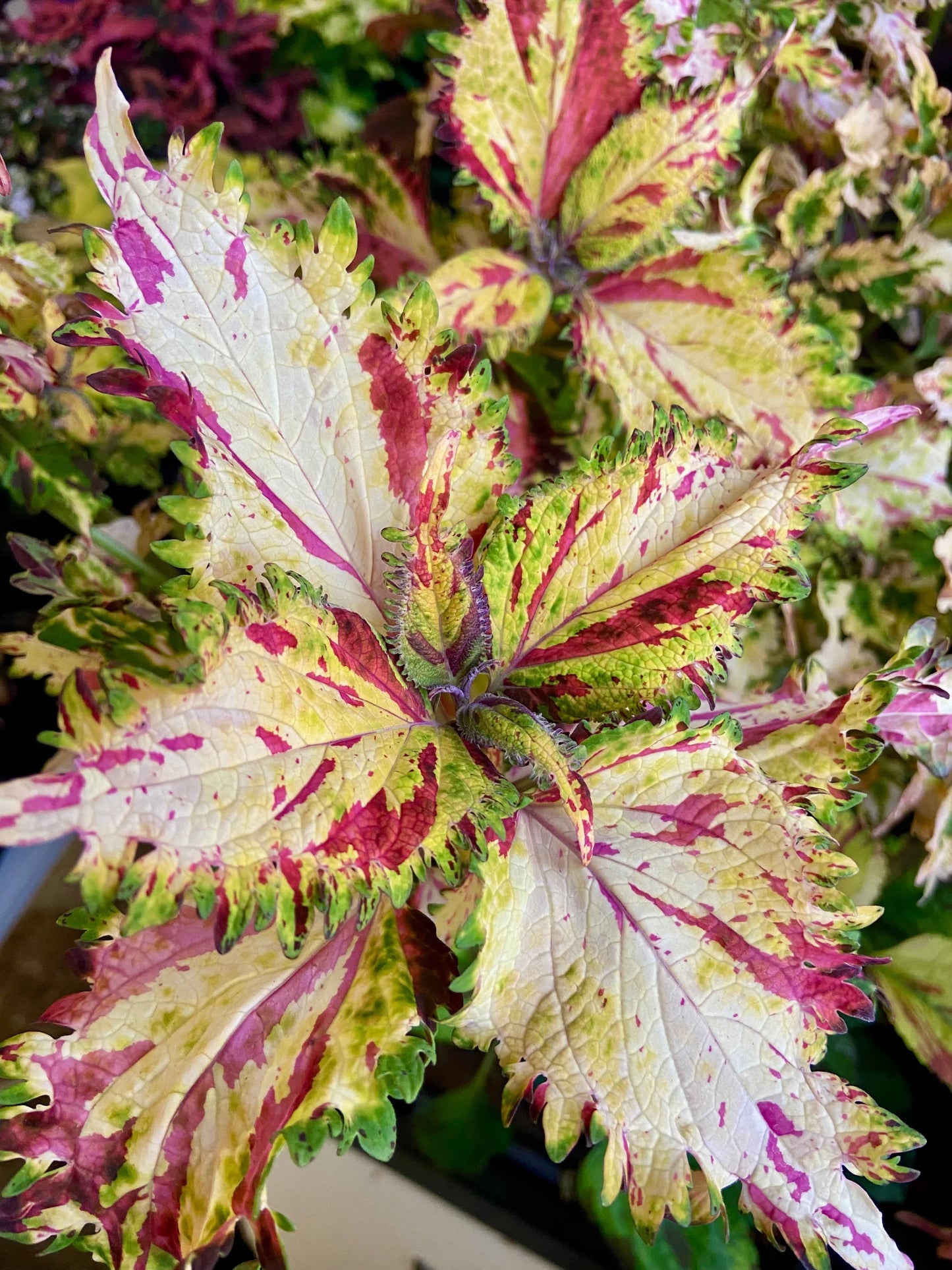 Cassiopeja – palettblad med ljust bladverk i rosé och lime