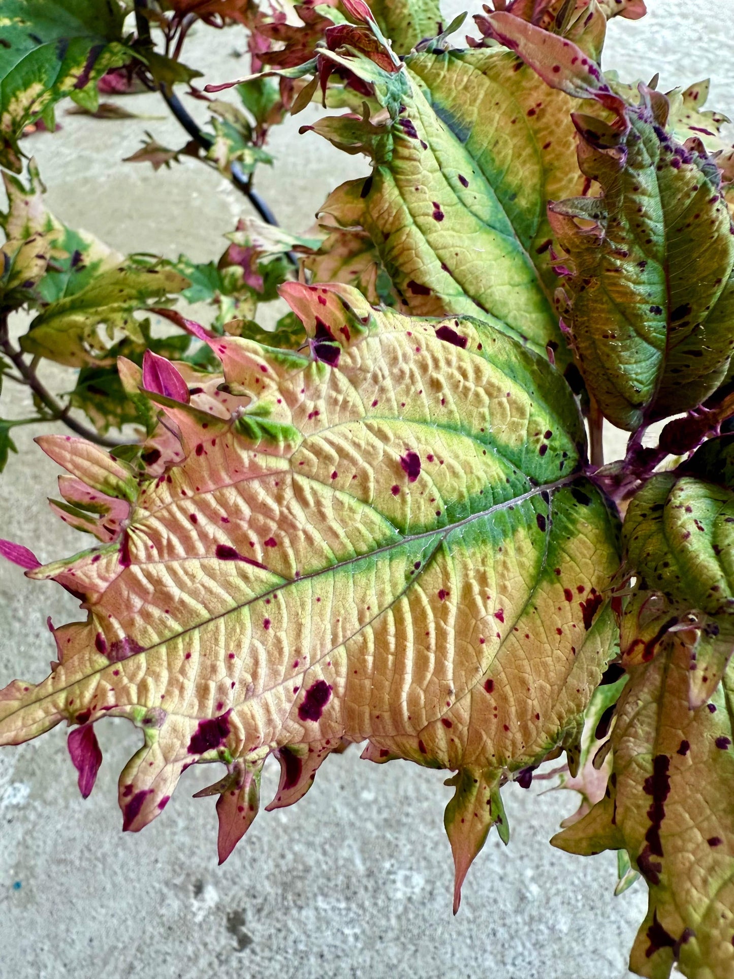 CBVF01 – palettblad med konstnärlig struktur i mjuka toner