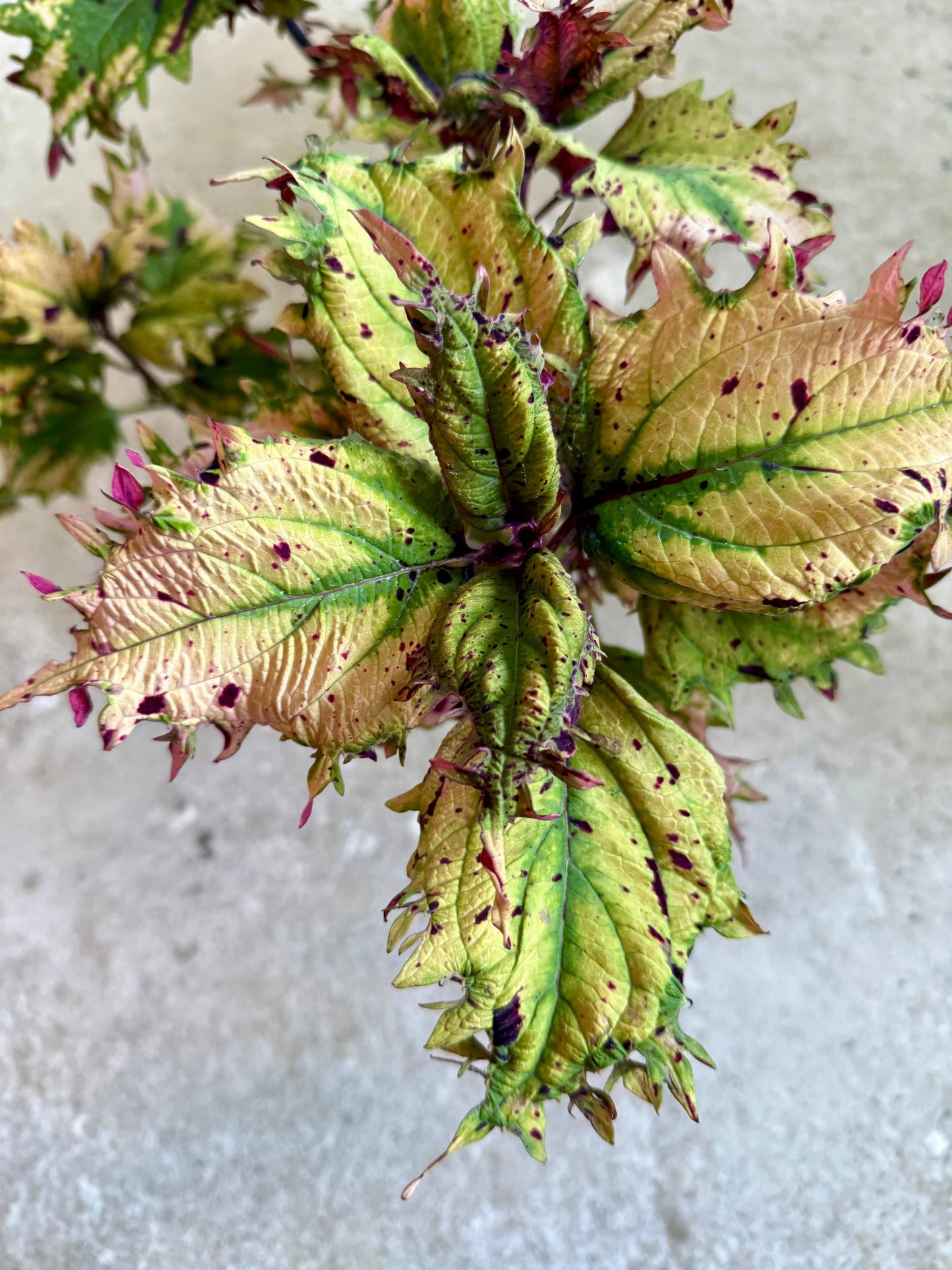 CBVF01 – palettblad med konstnärlig struktur i mjuka toner