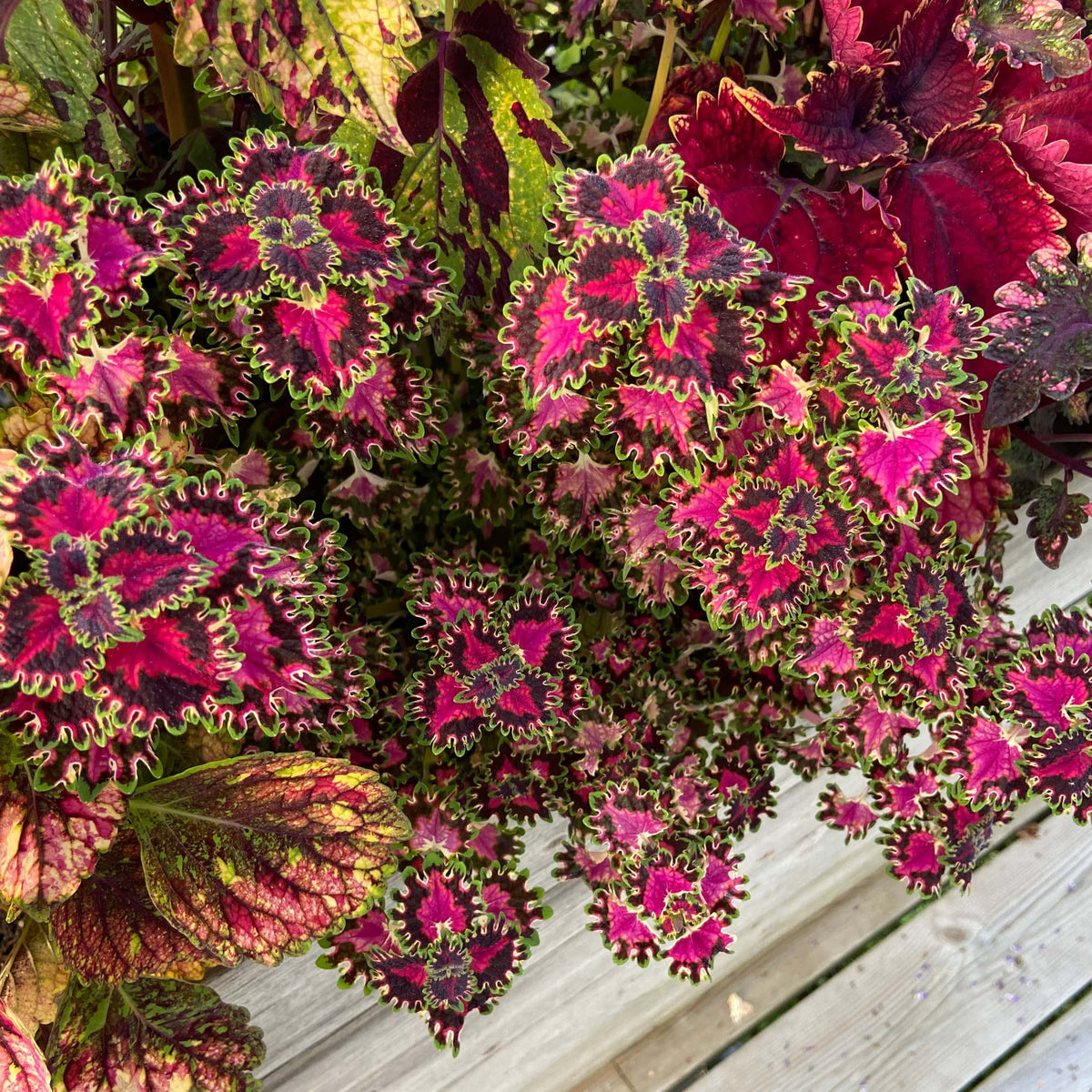 Colorful Duckfoot rosa sport - Stickling