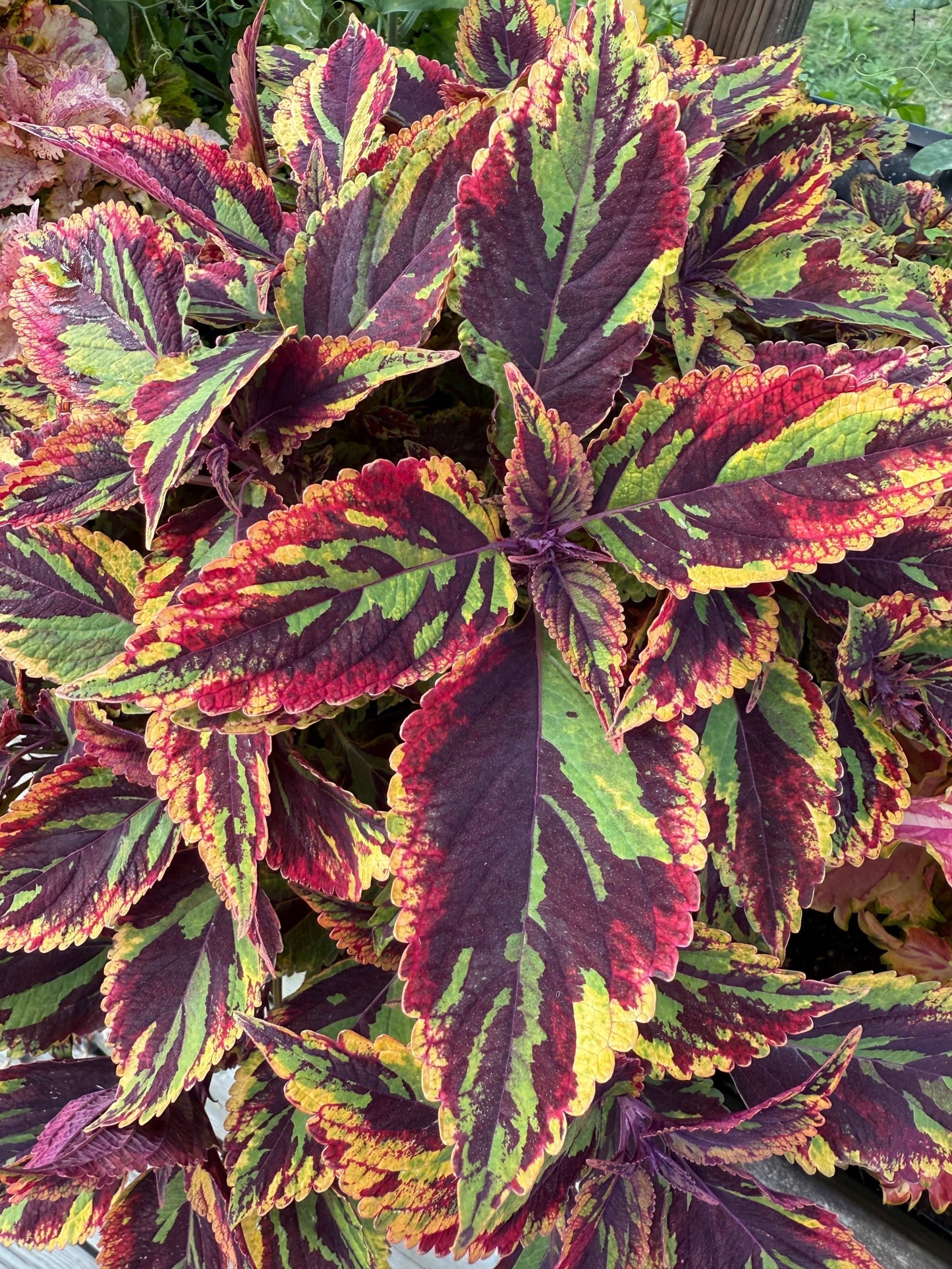 Combat – palettblad i vackra nyanser