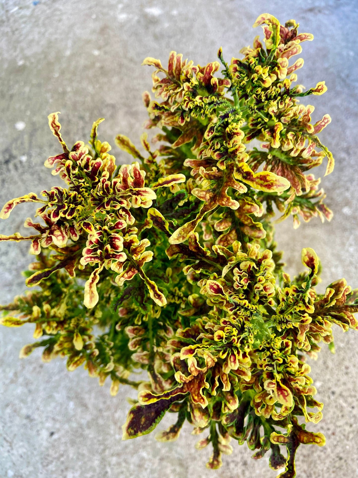 Copper Coral – palettblad med varma koralltoner