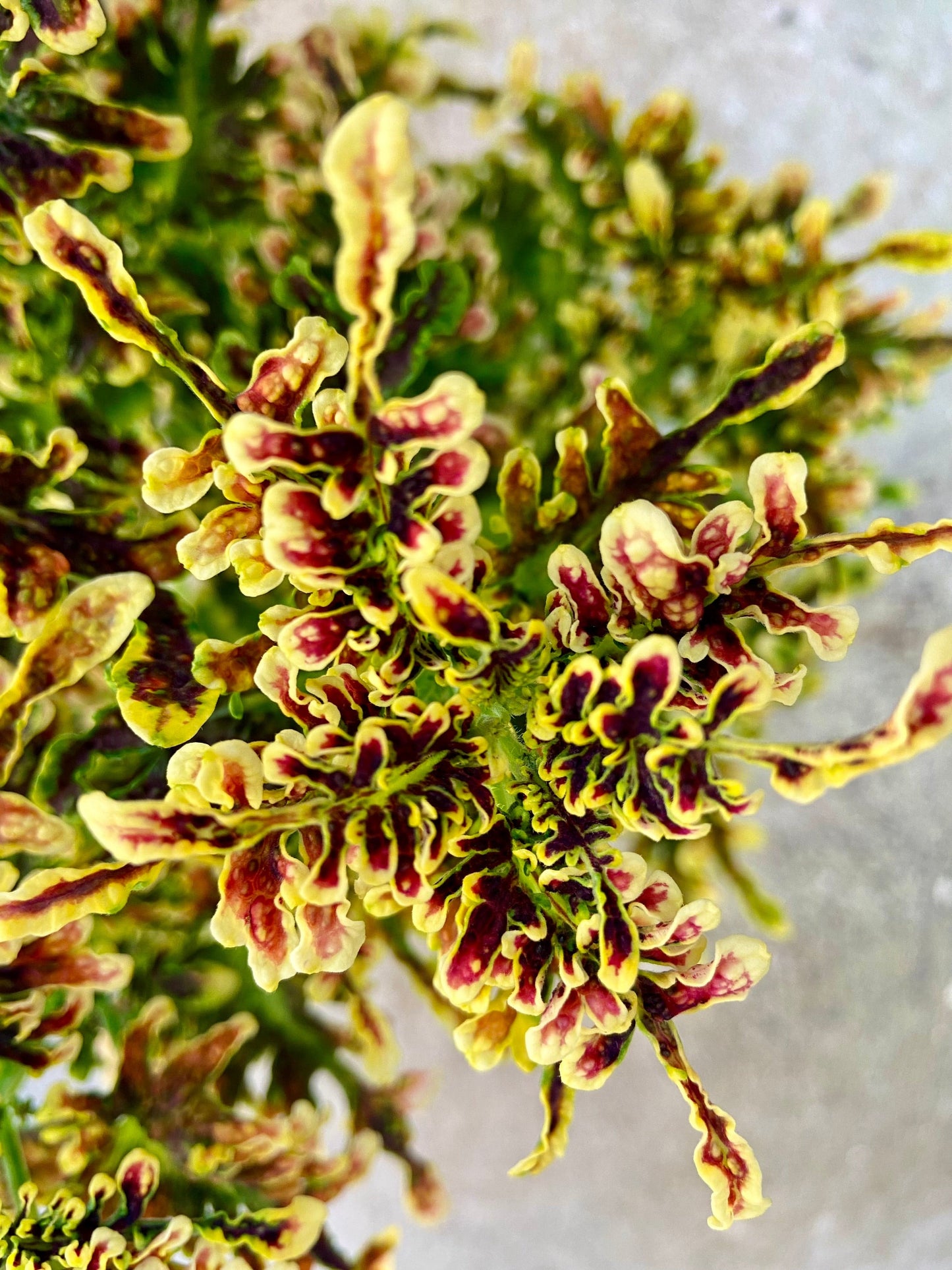 Copper Coral – palettblad med varma koralltoner