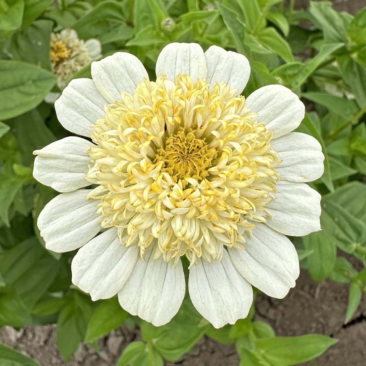 Cresto Cream - Zinnia