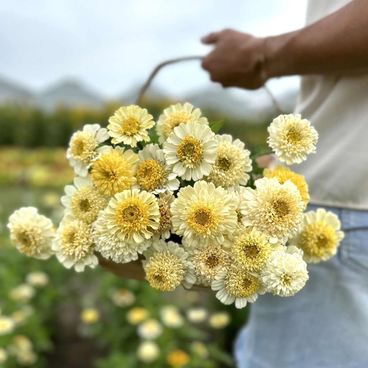 Cresto Cream - Zinnia