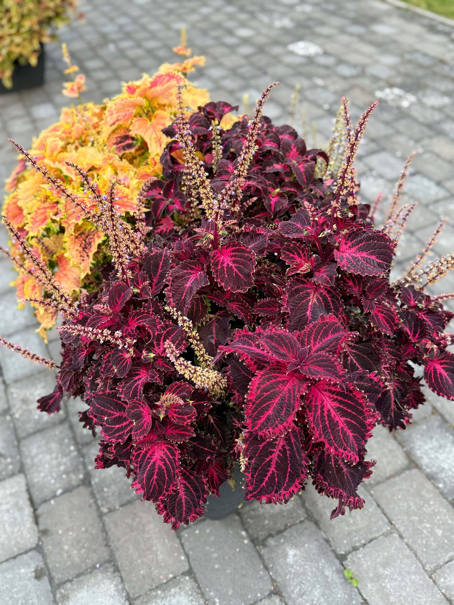 Crimson Velvet – palettblad med sammetsröda blad