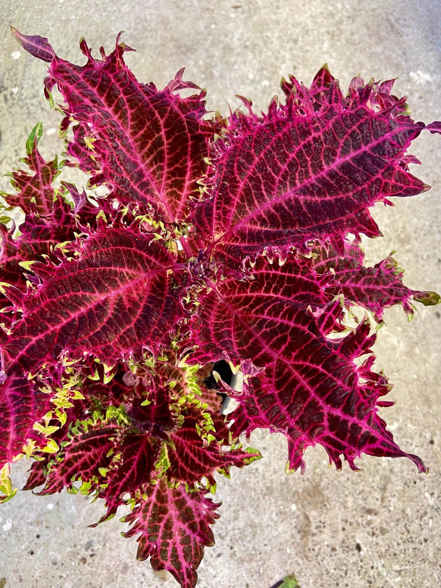 Crimson Velvet – palettblad med sammetsröda blad