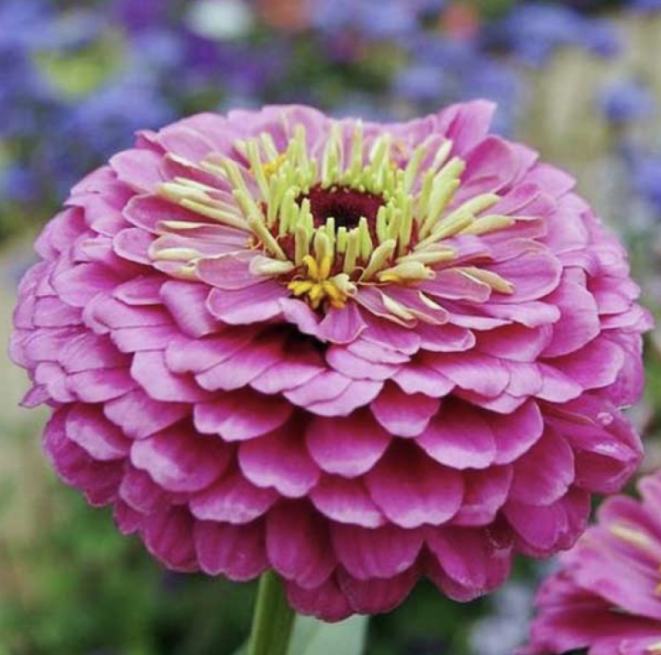 Dream Rosy Lavender - Zinnia