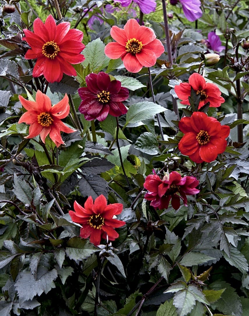 Dahlia 'Bishop's Children' – enkla blommor i rött, korall och vinrött mot mörkt bladverk