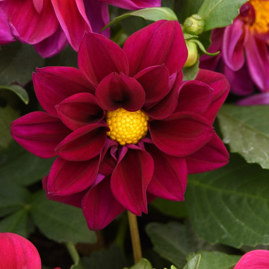 Figaro Violet Shades - Sommardahlia