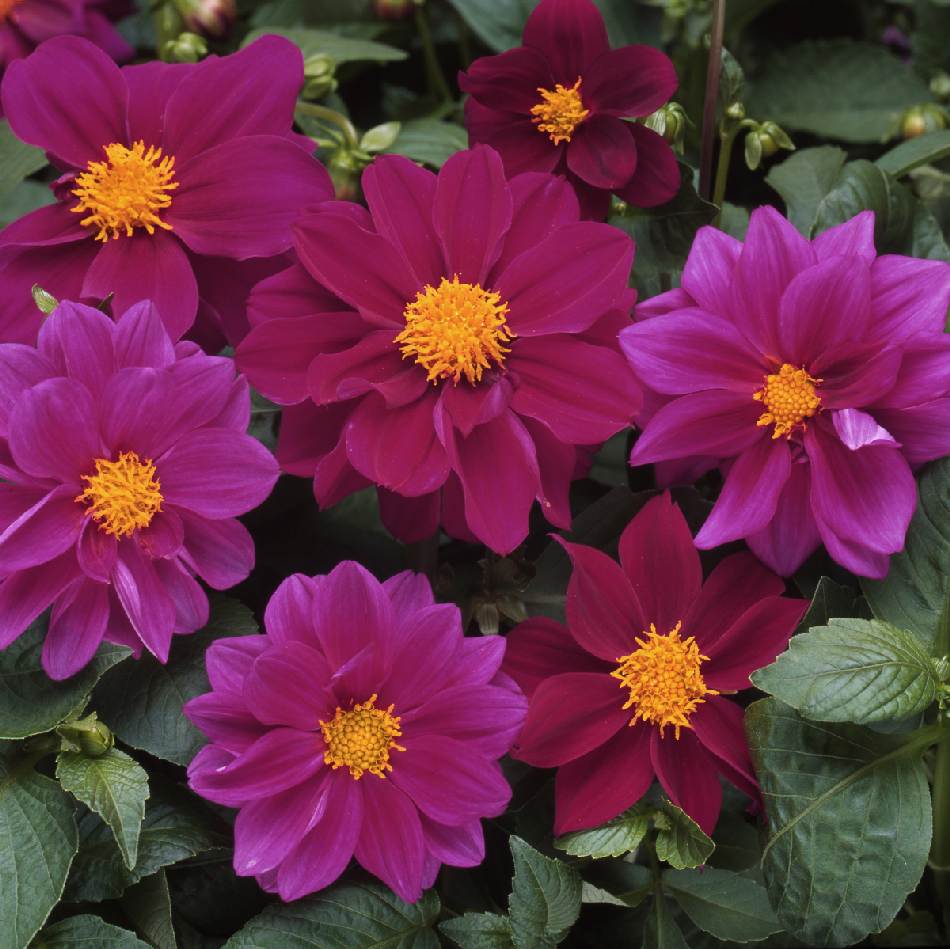 Figaro Violet Shades - Sommardahlia