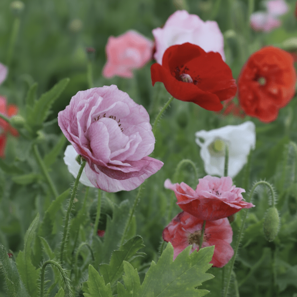 Dawn Chorus – Vallmo i mjuka nyanser av rosa och korall Palettparadiset