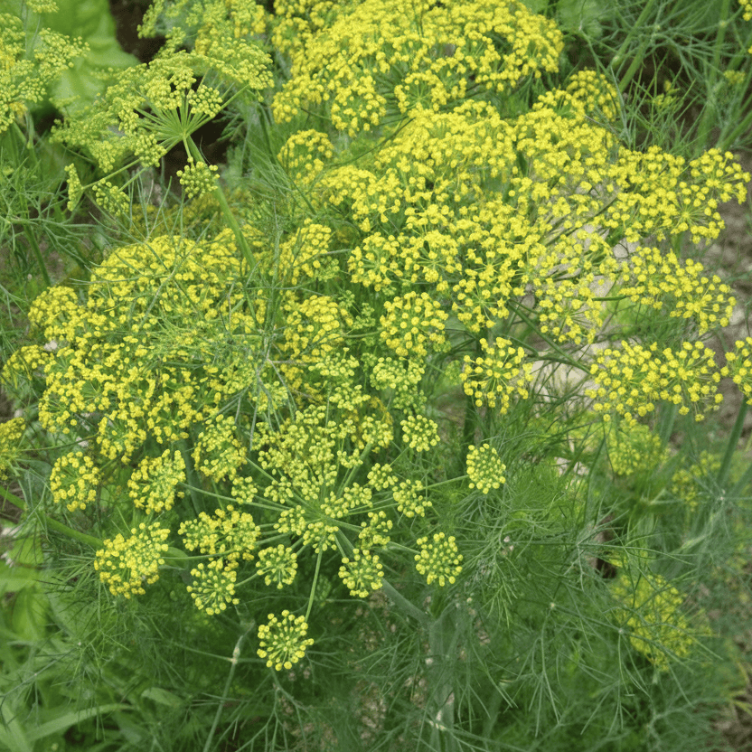 Dill ‘Dukat’ – aromatisk bladdill för köksträdgård och buketter Palettparadiset