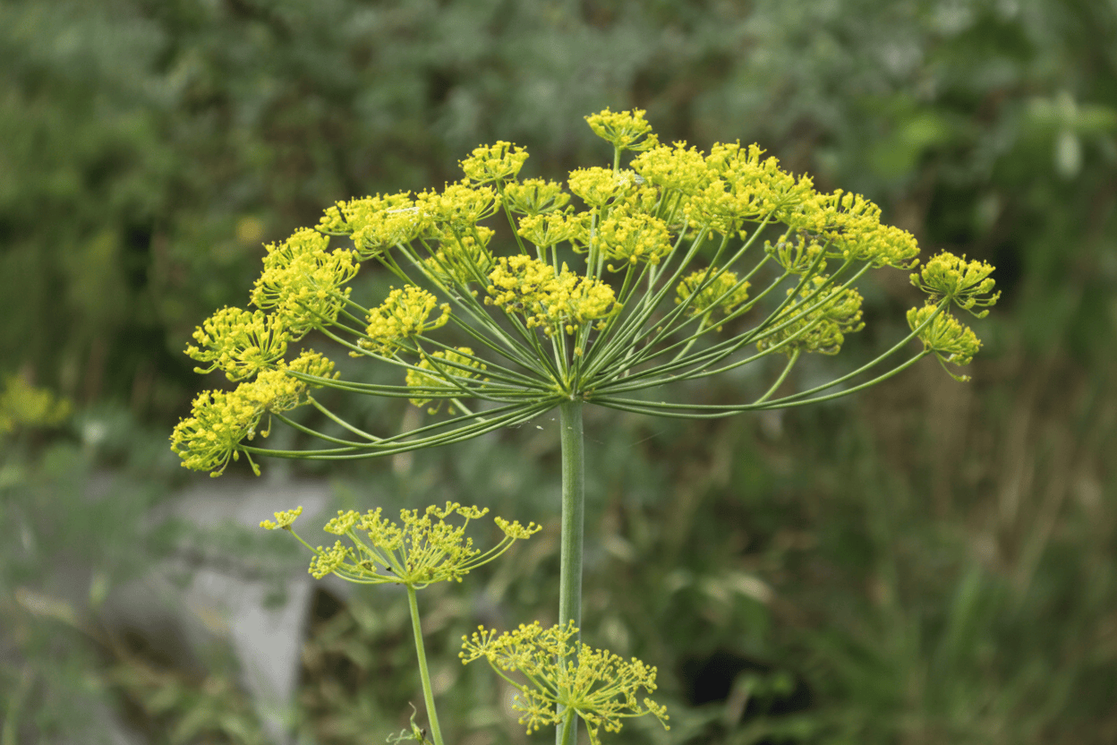 Dill ‘Mammoth’ – medeltidig krondill med extra stora kronor Palettparadiset