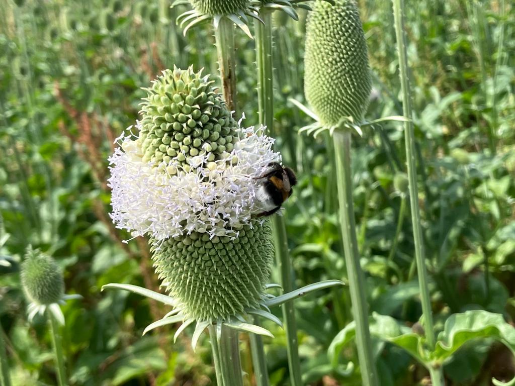 Dipsacus lacinatus – hög vit klyvklint med arkitektoniska fröställningar Palettparadiset