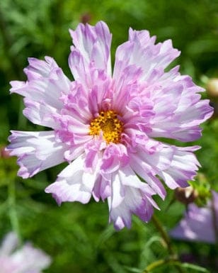 Double Click Bicolour Pink – Rosenskära i tvåfärgat rosa och vitt Palettparadiset